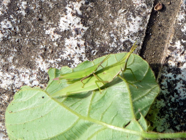 resized_392745737_tsukuba013.jpg